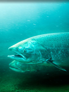 Steelhead trout in river